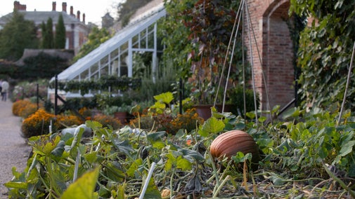 Pumpkin growing in the Walled Garden at Beningbrough, North Yorkshire